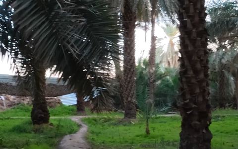 Palmeraie de Salman Al-Farsi — Médine